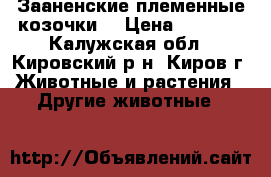 Зааненские племенные козочки  › Цена ­ 7 000 - Калужская обл., Кировский р-н, Киров г. Животные и растения » Другие животные   